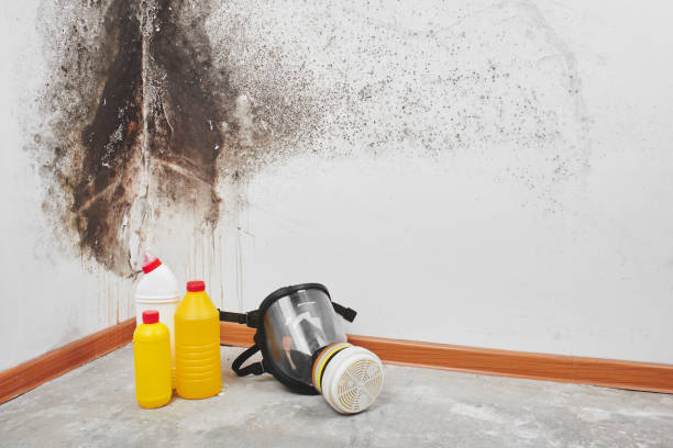 Best Residential Mold Remediation in The College Of New Jersey, NJ