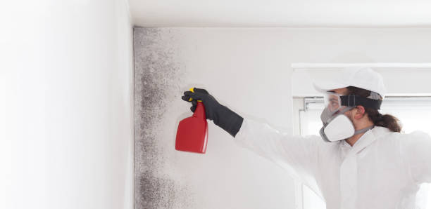 Best DIY Mold Remediation Support Services in The College Of New Jersey, NJ